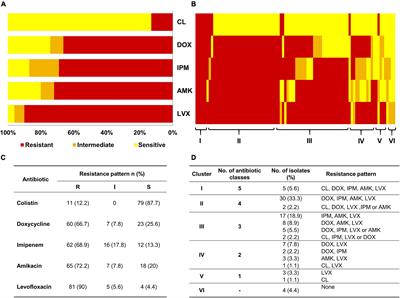 Multidrug Resistant Acinetobacter baumannii Biofilms: Evaluation of Phenotypic–Genotypic Association and Susceptibility to Cinnamic and Gallic Acids